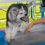 Sarasota fl dog bite lawyer