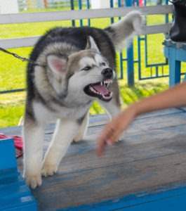 Sarasota Dog Bite Lawyer