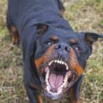 Vero beach fl dog bite lawyer