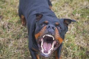 Vero Beach Dog Bite Lawyer