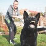 Dog Bite