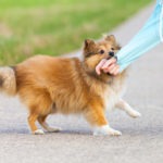 Fort Myers Dog Bite Accident Lawyer