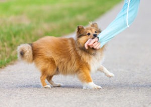 Abogado de mordeduras de perro de Fort Myers