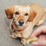 Jacksonville Dog Bite Lawyer