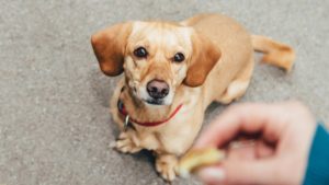 Abogado de mordeduras de perro de Jacksonville