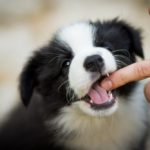 Orlando Dog Bites Lawyer