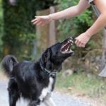 Pembroke Pines Dog Bite Lawyer
