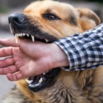 Hialeah Dog Bite Lawyer