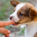 Port St. Lucie Dog Bite Lawyer