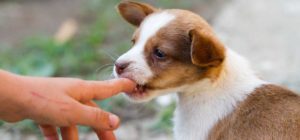 Port St. Lucie Dog Bite Lawyer