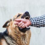 How to File a Dog Bite Report in Fort Lauderdale